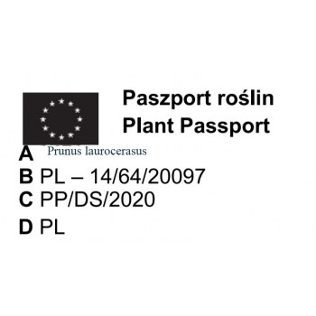 LAUROWIŚNIA odporna na mróz żywopłot - sadzonki 50 / 70 cm